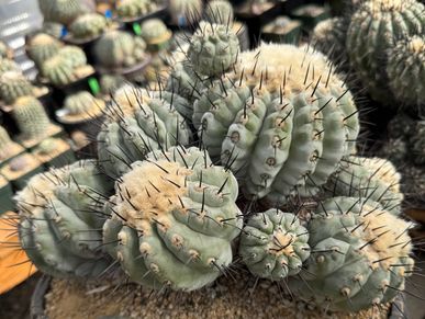 Copiapoa cinerea in pot