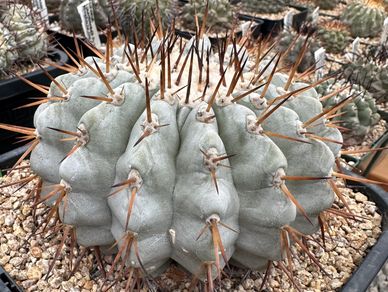 Copiapoa in greenhouse
