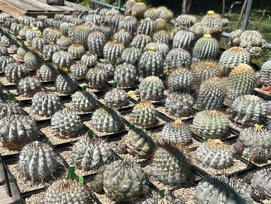 Large collection of Copiapoa cacti