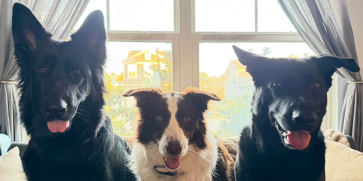 Three dogs sitting on a couch in front of a window with curtains.