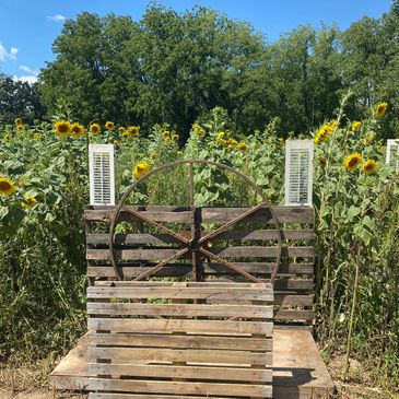 Sunflower Picking