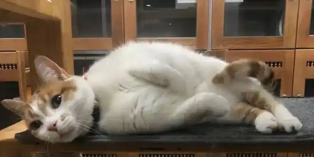 A white and orange cat lying on its side on a black surface indoors.