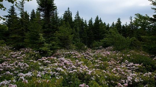 America - Forest and Wild Flowers