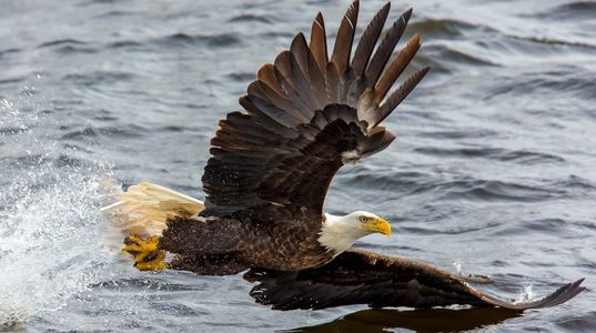 America - Bald Eagle