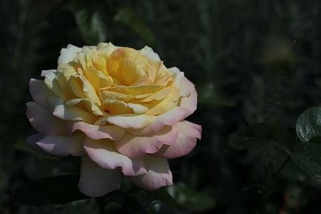 The Last Rose of Summer