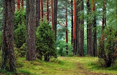 Oh Bury Me in the Wild Woods