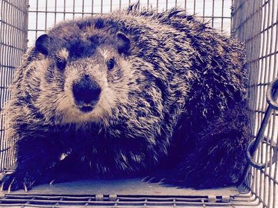 Jacksonville Groundhog Removal