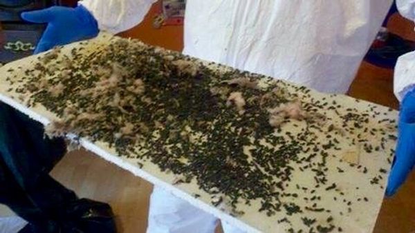 Jacksonville Bat Dropping Removal