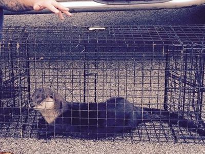 Jacksonville Otter Removal Services
