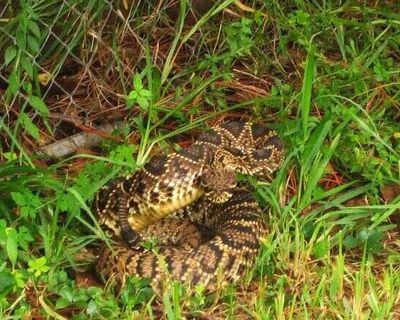 Jacksonville Snake Removal Services
