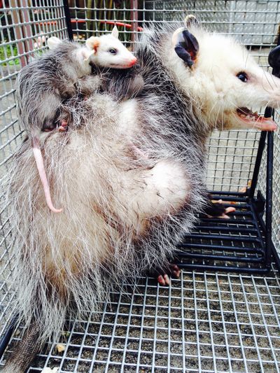 Jacksonville Opossum Removal Services
