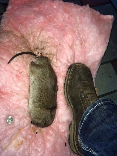 Jacksonville Rat Removal Services