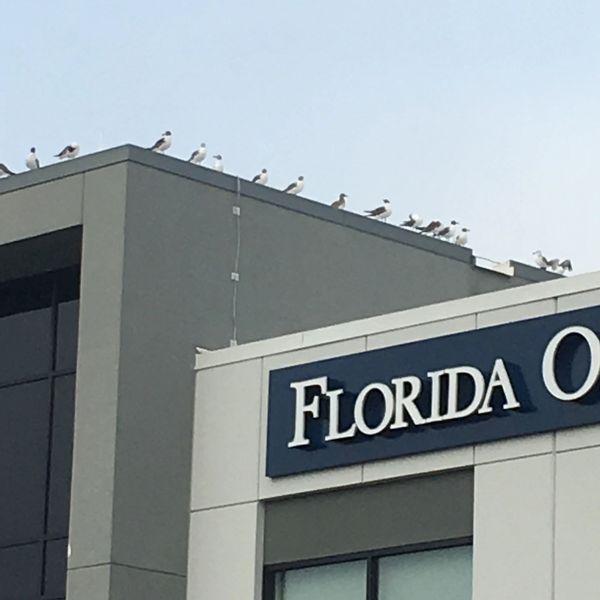 Seagulls perched in a row on the edge of a building with a Florida sign.