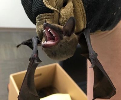 Jacksonville Bat Removal Services