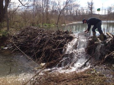 Jacksonville Beaver Removal & Trapping Services