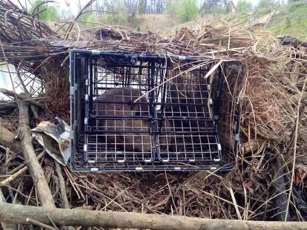 Professional trapping in Jacksonville