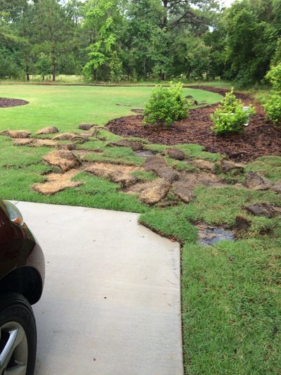 Jacksonville Wild Hog Removal Services