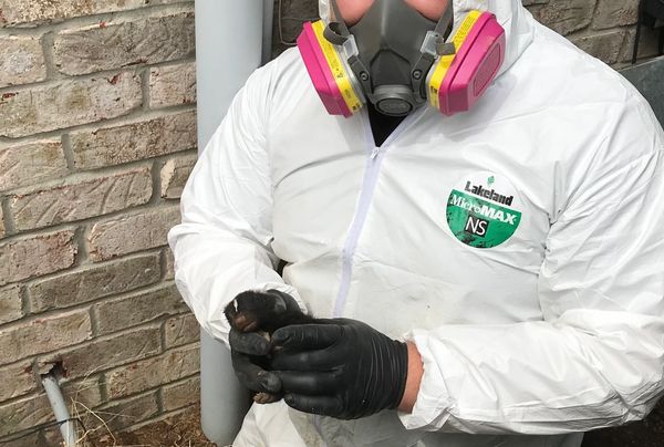 Skunk Odor Removal and Spray Control Services in Jacksonville