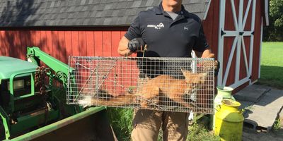 Jacksonville Fox Removal Services