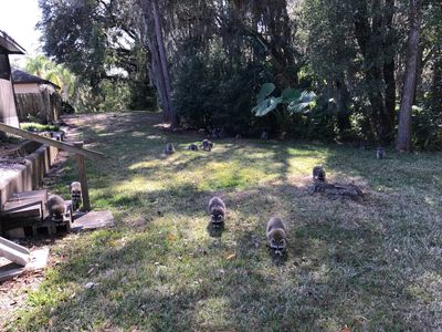Jacksonville Raccoon Removal Services