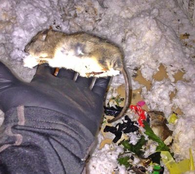 Jacksonville Rodent Control