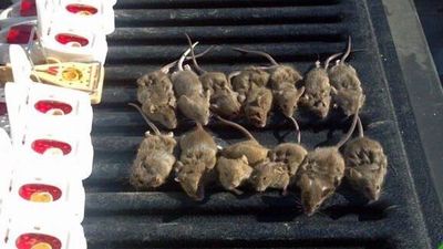 Jacksonville Mice Control Services