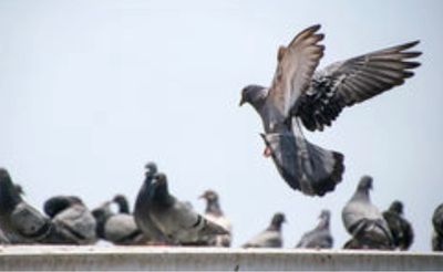 Jacksonville Bird Control & Netting