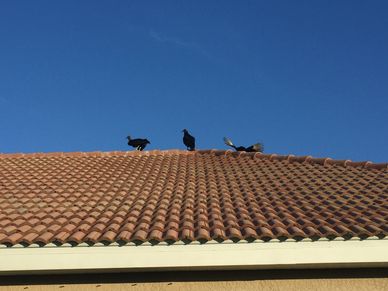 Jax Beach Bird Control on Roofs