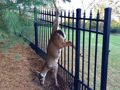 Jacksonville Dead Deer Removal