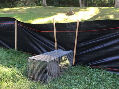 Jacksonville Armadillo Removal Services