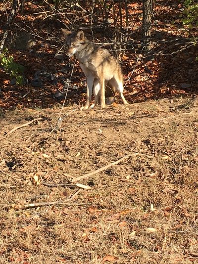 Jacksonville Coyote Removal & Trapping Services
