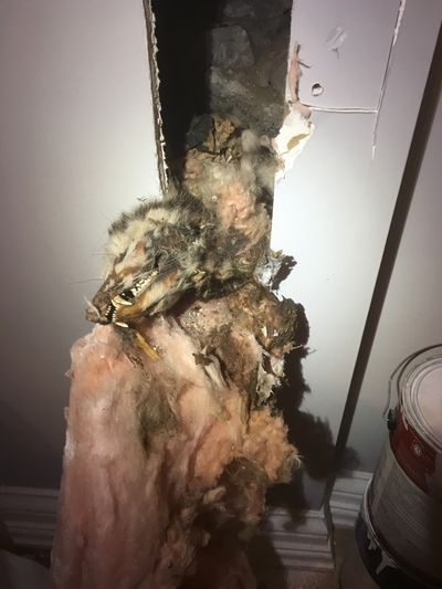 Jacksonville Dead Animal Removal Services