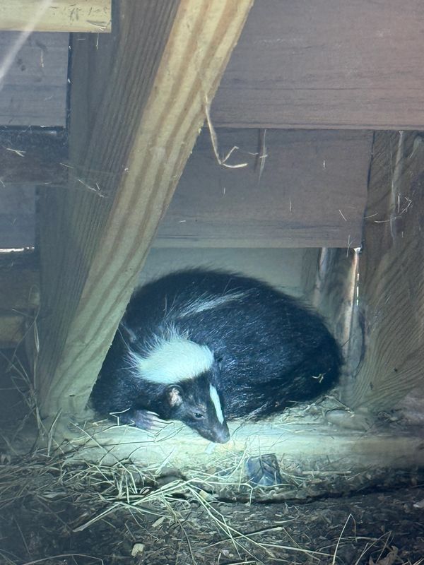 Skunk in Jacksonville under a deck
