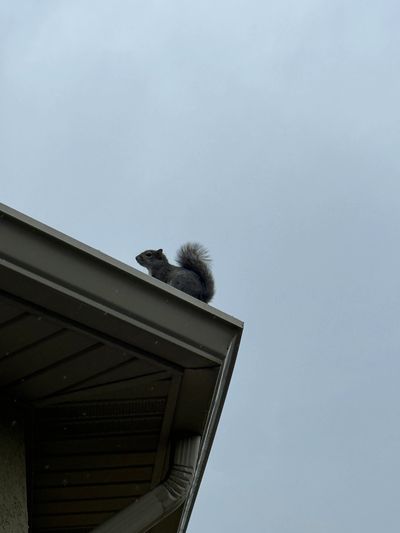 Jacksonville SquirrelRemoval Services