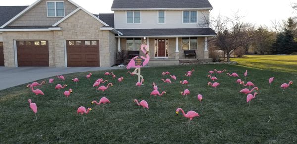 Pink Flamingo and flock of flamingos in  yard, yard flocking