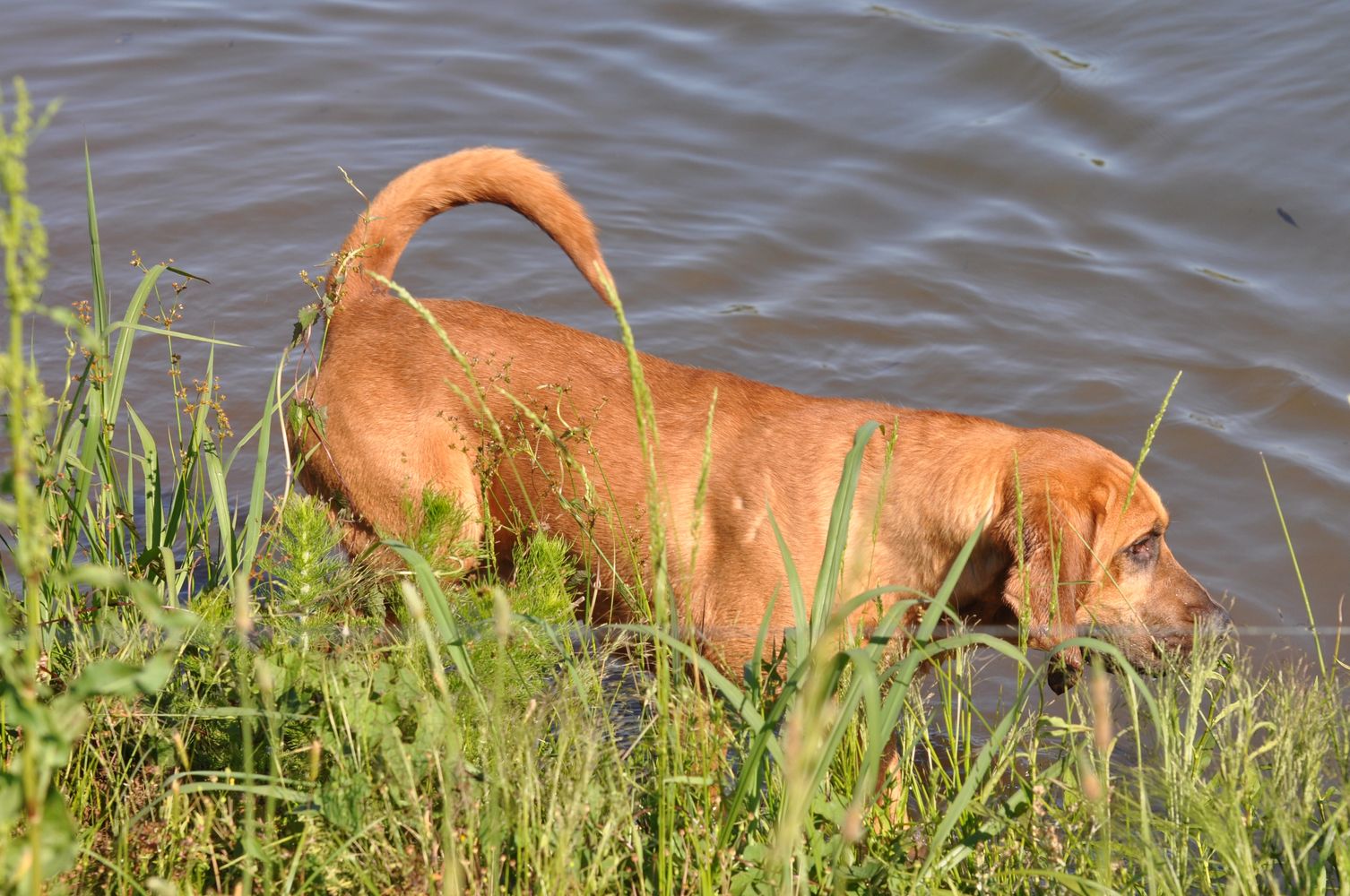 Specialized police dogs, Apprehension and Detection, explosive Dual purpose dog Search and rescue.