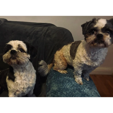 Two small dogs with black and white fur sitting indoors.