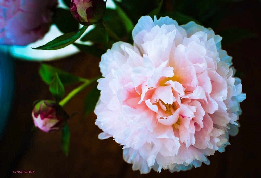 The Bashful Peony
