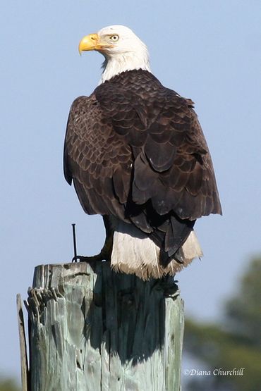 Bald Eagle on piling