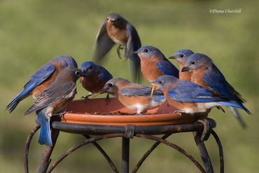 Bluebird Feast