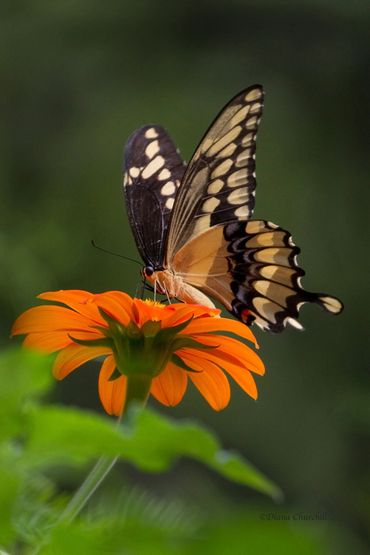 Giant Swallowtail Butterfly 