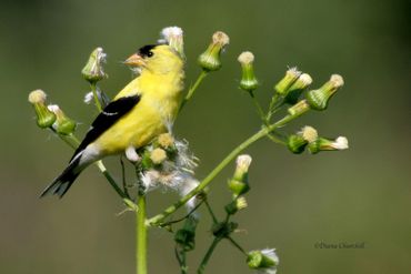 Goldfinch on Thistle
