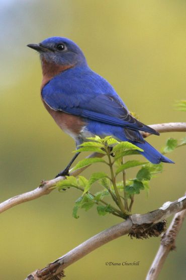 Heavenly Bluebird