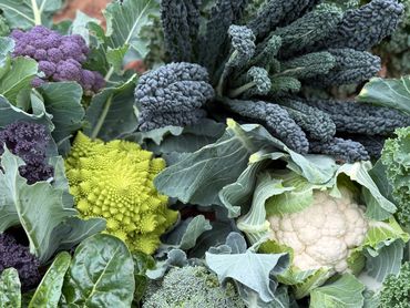 A colorful assortment of fresh leafy vegetables and cauliflower on soil.