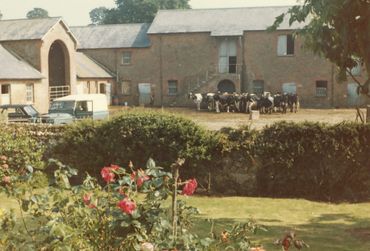A rustic farmyard with cows, vintage vehicles, and old stone buildings under a sunny sky.