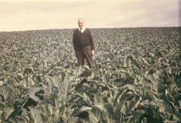Man standing in a vast field of leafy green plants.