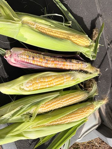 Fresh ears of corn, including a colorful variety with purple husks, displayed with husks partially peeled back.