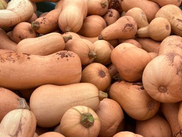 A pile of fresh butternut squash with some soil spots.