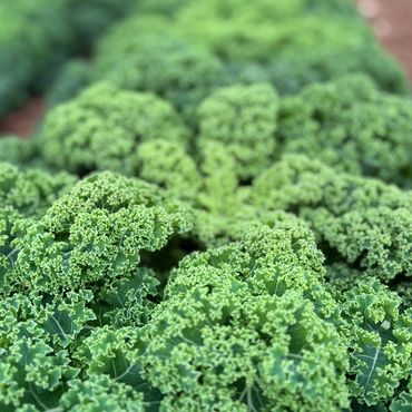 Close-up of fresh green curly kale leaves growing in a garden.