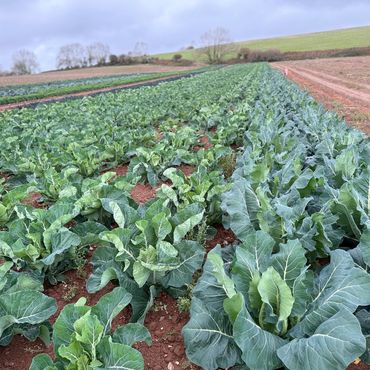 Rows of leafy green vegetables growing in a vast field under a cloudy sky.